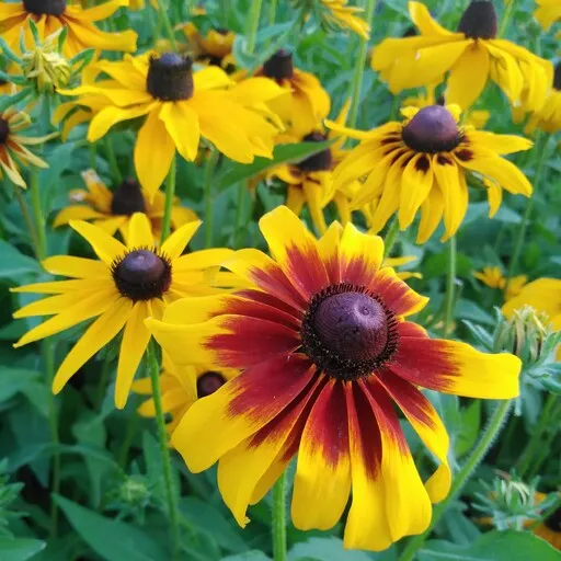 گیاه رودبیکا یا سوسن چشم سیاه (Black eyed Susan)نام علمی: (Rudbeckia fulgida)