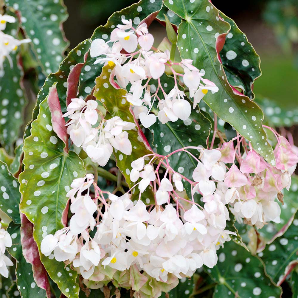 begonia flower
بگونیا