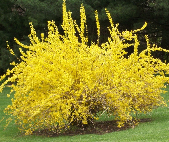 گیاه یاس ژاپنی