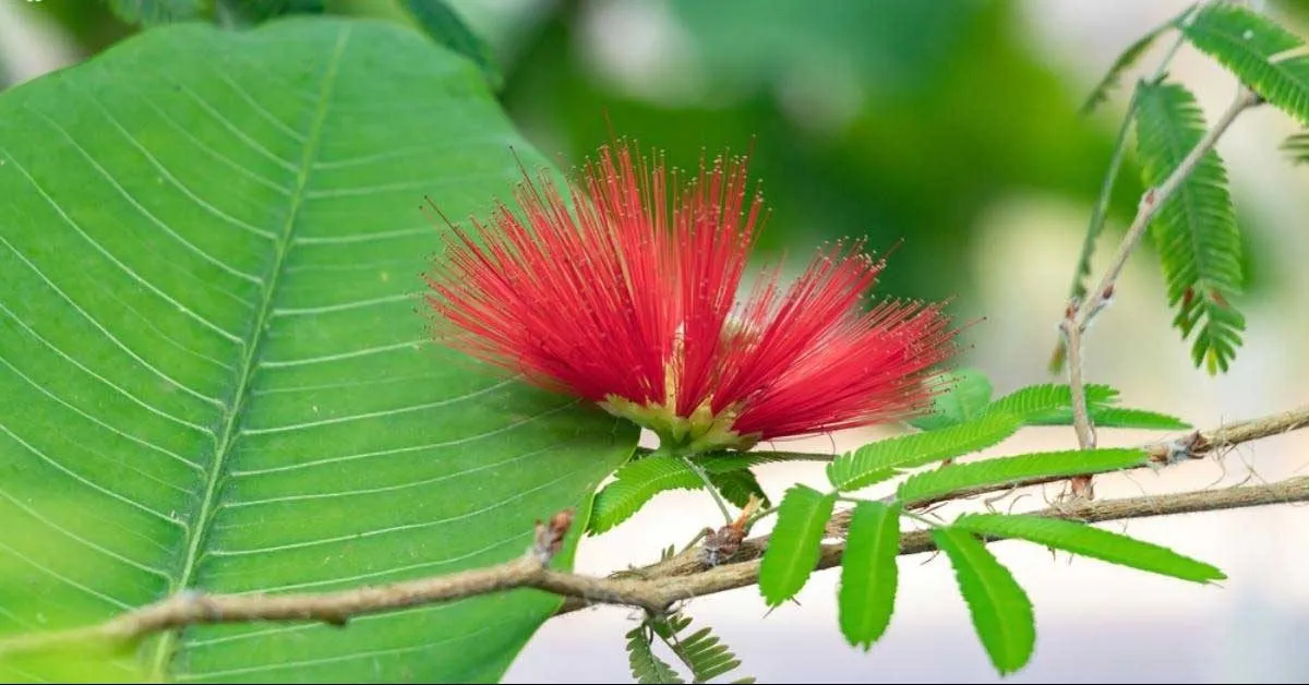 گل کالیاندرا (Fairy Duster)نام علمی: (Calliandra californica)
