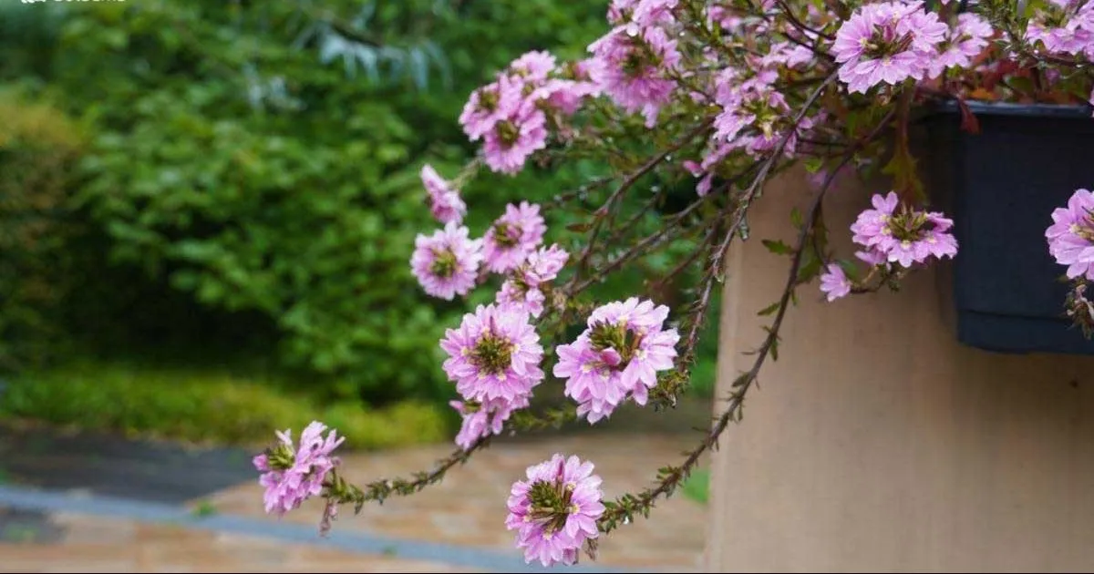 پری گل یا گل فن (Fan Flower) نام علمی: (Scaevola aemula)