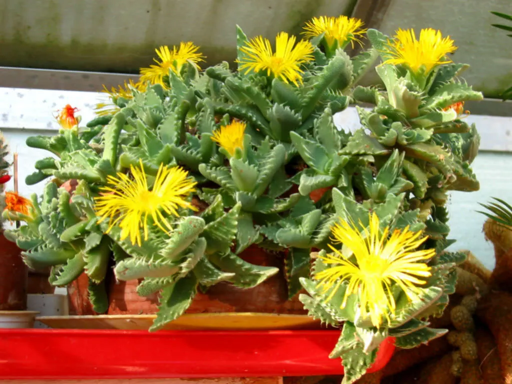 کاکتوس فائوکاریا, Faucaria Tigrina,Aizoaceae, Mesembryanthemum tigrinum مجموعه تولیدی گلدان پلاستیکی سیدوس ,تولید کننده گلدان پلاستیکی استوانه ای سیدوس بهترین گزینه برای کاکتوس های زیبای شما