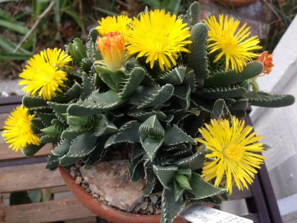 کاکتوس فائوکاریا, Faucaria Tigrina,Aizoaceae, Mesembryanthemum tigrinum مجموعه تولیدی گلدان پلاستیکی سیدوس ,تولید کننده گلدان پلاستیکی استوانه ای سیدوس بهترین گزینه برای کاکتوس های زیبای شما