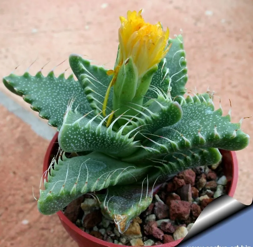 کاکتوس فائوکاریا, Faucaria Tigrina,Aizoaceae, Mesembryanthemum tigrinum مجموعه تولیدی گلدان پلاستیکی سیدوس ,تولید کننده گلدان پلاستیکی استوانه ای سیدوس بهترین گزینه برای کاکتوس های زیبای شما