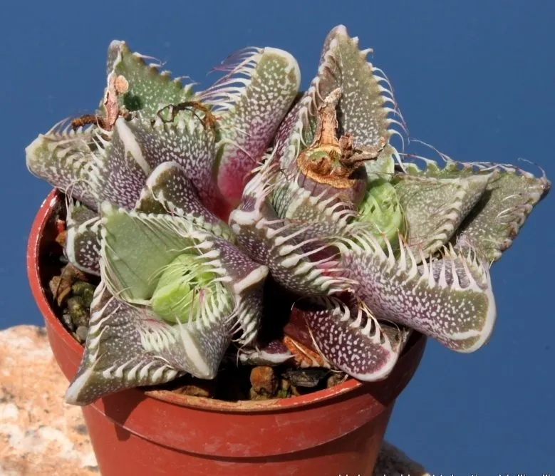 کاکتوس فائوکاریا, Faucaria Tigrina,Aizoaceae, Mesembryanthemum tigrinum مجموعه تولیدی گلدان پلاستیکی سیدوس ,تولید کننده گلدان پلاستیکی استوانه ای سیدوس بهترین گزینه برای کاکتوس های زیبای شما