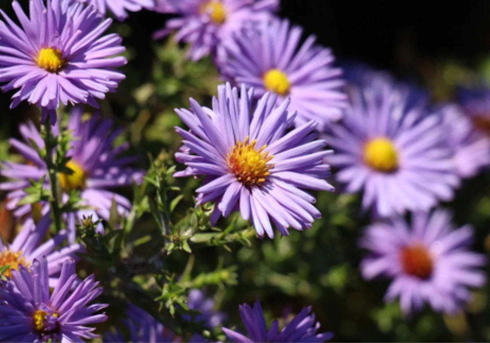 گل آسترAster Fllower ,	Aster ,Asteraceae
مجموعه تولیدی سیدوس: "تولید کننده گلدان پلاستیکی 