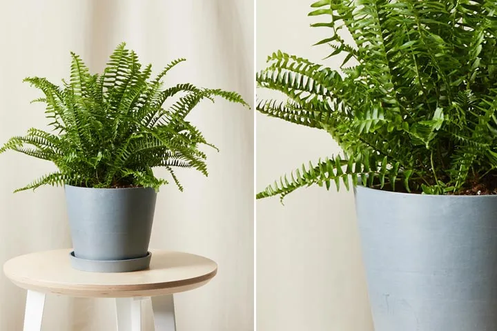گیاه مناسب دستشویی تاریک و حمامA plant suitable for dark toilets and bathrooms مجموعه تولیدی سیدوس ,تولید کننده گلدان پلاستیکی سیدوس ,بیش از 120نوع, اعم از گلدان استوانه ای پلاستیکی سیدوس,گلدان الماسی پلاستیکی سیدوس,گلدان مربعی پلاستیکی,گلدان مثلثی پلاستیکی,گلدان گرد پلاستیکی ,باکس مستطیلی,در اندازه های کاکتوسی تا درختچه ای