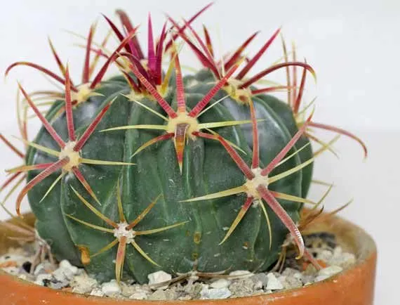 کاکتوس‌های بدون تیغCactuses without thorns
گلدان پلاستیکی  Plastic pot,  plastic vase مجموعه تولیدی سیدوس ,تولید کننده گلدان پلاستیکی سیدوس ,بیش از 120نوع, اعم از گلدان استوانه ای پلاستیکی سیدوس,گلدان الماسی پلاستیکی سیدوس,گلدان مربعی پلاستیکی,گلدان مثلثی پلاستیکی,گلدان گرد پلاستیکی ,باکس مستطیلی,در اندازه های کاکتوسی تا درختچه ای