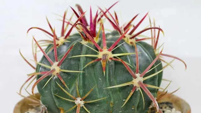 کاکتوس بدون تیغ کاکتوس فروکاکتوس (Ferocactus) مجموعه تولیدی سیدوس تولید کننده گلدان پلاستیکی سیدوس