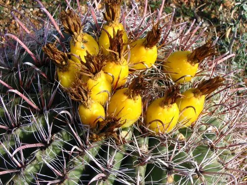 کاکتوس های میوه دارFruit-bearing cacti مجموعه تولیدی سیدوس ,تولید کننده گلدان پلاستیکی سیدوس ,بیش از 120نوع, اعم از گلدان استوانه ای پلاستیکی سیدوس,گلدان الماسی پلاستیکی سیدوس,گلدان مربعی پلاستیکی,گلدان مثلثی پلاستیکی,گلدان گرد پلاستیکی ,باکس مستطیلی,در اندازه های کاکتوسی تا درختچه ای