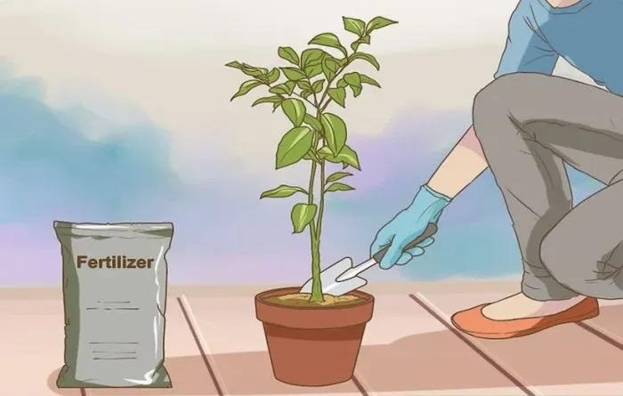 سبزه نارنجرشد نارنج از دانه
Growing oranges from seed
مجموعه تولیدی سیدوس ,تولید کننده گلدان پلاستیکی سیدوس ,بیش از 120نوع, اعم از گلدان استوانه ای پلاستیکی سیدوس,گلدان الماسی پلاستیکی سیدوس,گلدان مربعی پلاستیکی,گلدان مثلثی پلاستیکی,گلدان گرد پلاستیکی ,باکس مستطیلی,در اندازه های کاکتوسی تا درختچه ای