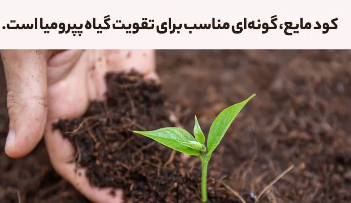 گل پپرومیا Rippleگل قاشقی Pepromia  , Pepromia Caperata
مجموعه تولیدی سیدوس تولید کننده گلدان پلاستیکی سیدوس