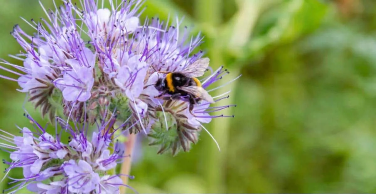گل کمانچه (Fiddleneck)نام علمی: (Phacelia tanacetifolia)