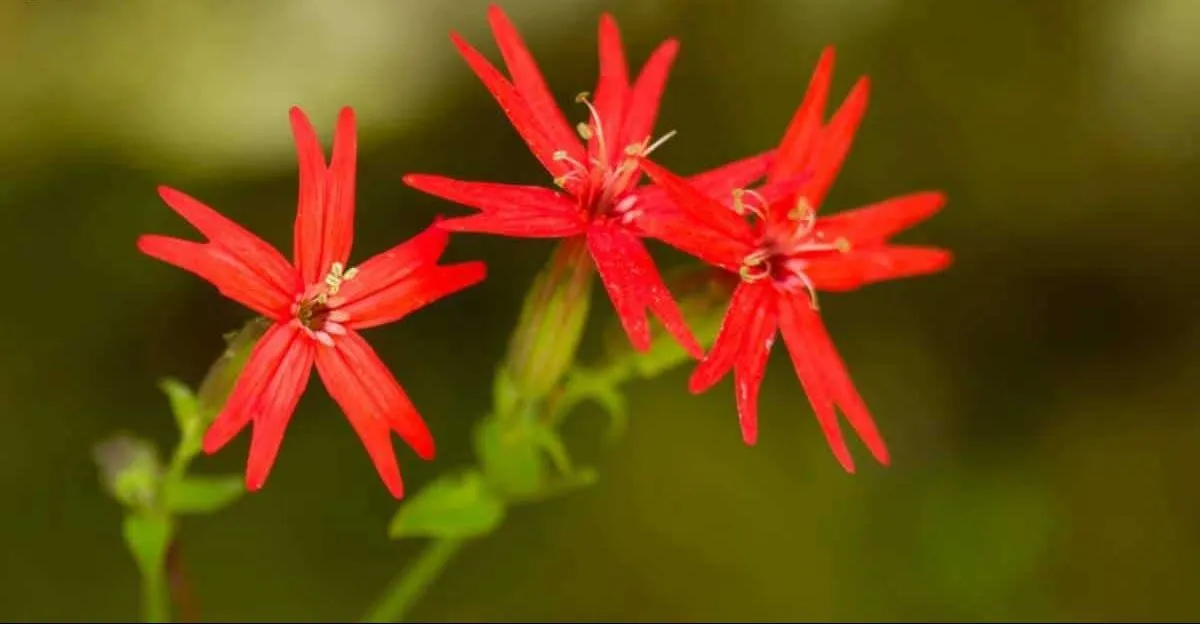 گل میخک آتشی (Fire Pink)نام علمی: (Silene virginica)
