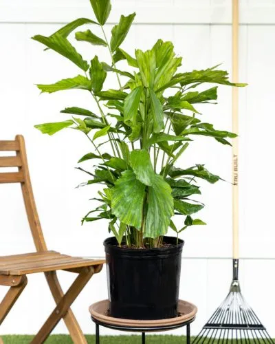 گیاه آپارتمانی مناسب مناطق گرمسیریHouseplant suitable for tropical areas مجموعه تولیدی سیدوس ,تولید کننده گلدان پلاستیکی سیدوس ,بیش از 120نوع, اعم از گلدان استوانه ای پلاستیکی سیدوس,گلدان الماسی پلاستیکی سیدوس,گلدان مربعی پلاستیکی,گلدان مثلثی پلاستیکی,گلدان گرد پلاستیکی ,باکس مستطیلی,در اندازه های کاکتوسی تا درختچه ای
