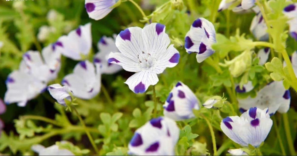 گل پنج‌لکی / گل کوچولوی چشم آبی/ گل نموفیلا (Fivespot)نام علمی: (Nemophila maculate)