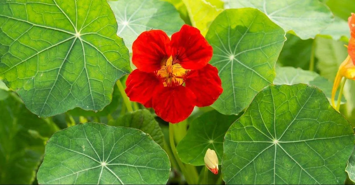 25.گل لادن (Flame Nasturtium)نام علمی: ( Tropaeolum speciosum)