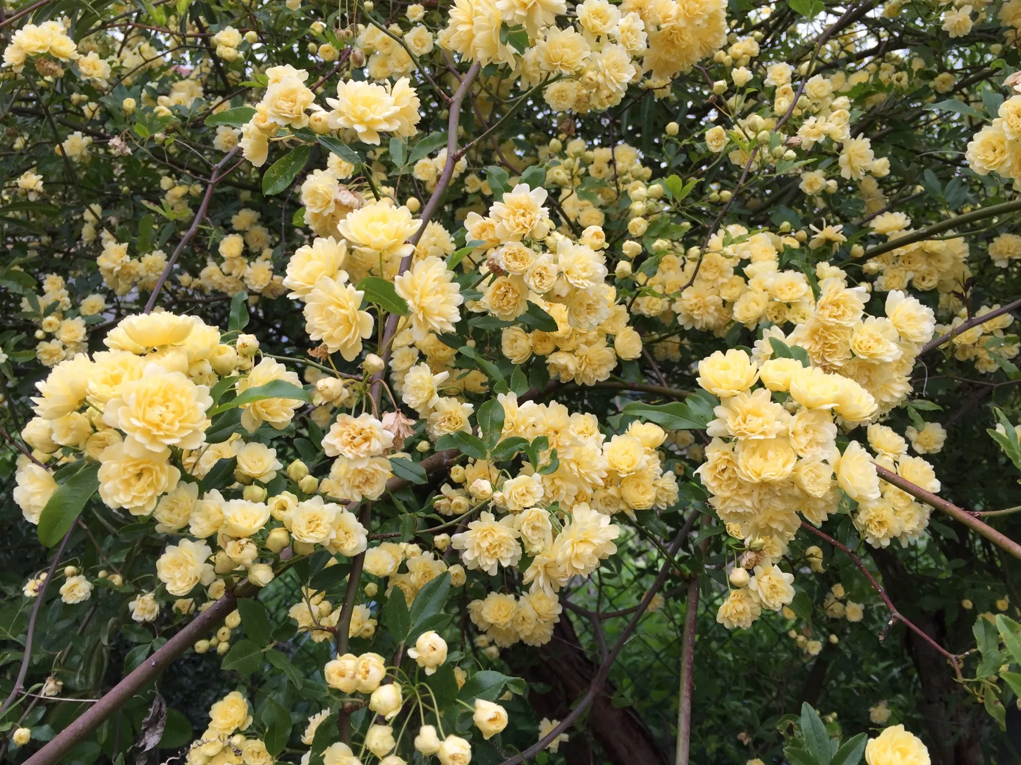 گل رز آبشار طلایی، گیاهی چندساله از جنس رزا (Rosa) و خانواده Rosaceae معمولا به عنوان رز Lady Banks در جهان شناخته میشودمجموعه تولیدی سیدوس ,تولید کننده گلدان پلاستیکی سیدوس