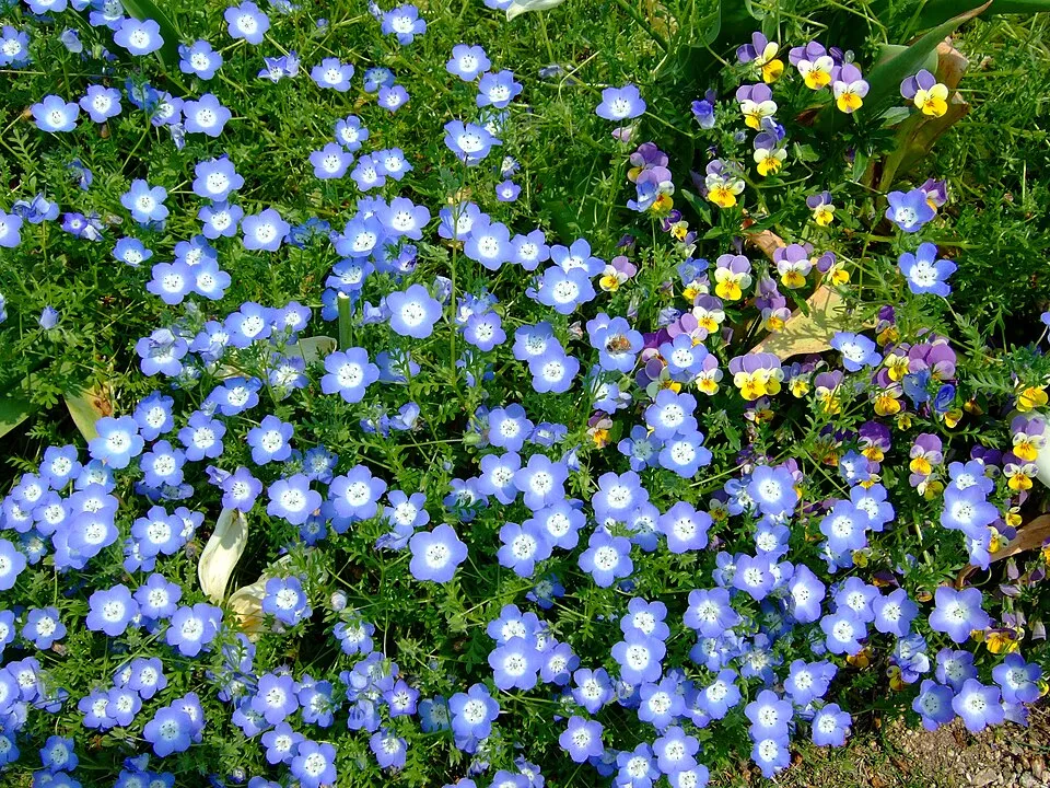 گل کوچولوی چشم آبی (نام علمی: Nemophila menziesii) گلدان پلاستیکی Plastic pot, plastic vase مجموعه تولیدی سیدوس ,تولید کننده گلدان پلاستیکی سیدوس ,بیش از 120نوع, اعم از گلدان استوانه ای پلاستیکی سیدوس,گلدان الماسی پلاستیکی سیدوس,گلدان مربعی پلاستیکی,گلدان مثلثی پلاستیکی,گلدان گرد پلاستیکی ,باکس مستطیلی,در اندازه های کاکتوسی تا درختچه ای