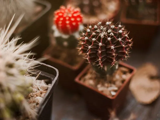 کاکتوس وگل های ظریفشCactus and its delicate flowers
مجموعه تولیدی سیدوس تولید کننده گلدان پلاستیکی سیدوس