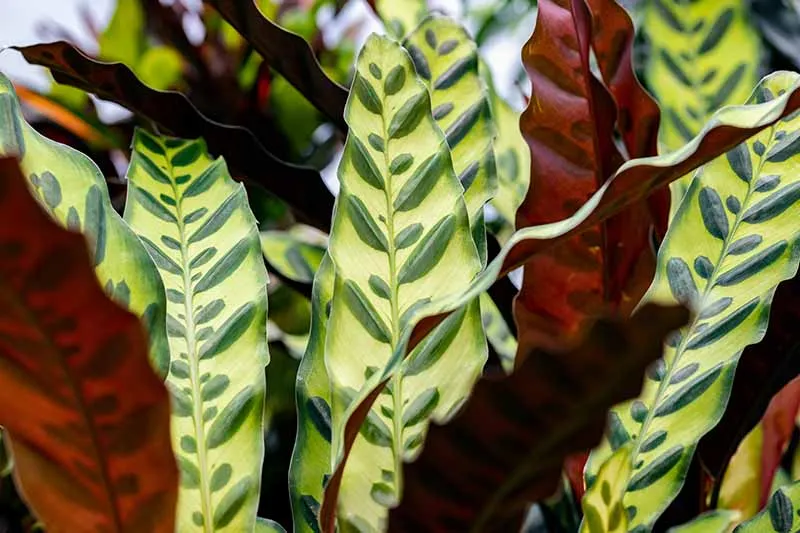 گیاه کالاتیا لانسیفولیا یا گیاهان مار زنگی (Calathea lancifolia)مجموعه تولیدی سیدوس تولید کننده گلدان پلاستیکی سیدوس
