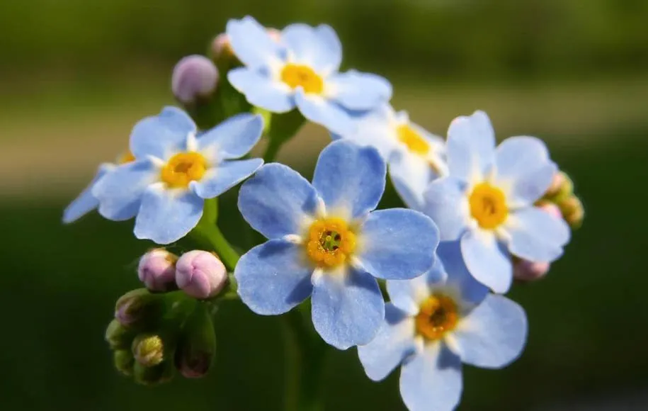گلهای زیبای بهاری که میتوان در گلدان وباغچه کاشتBeautiful spring flowers that can be planted in pots and gardens مجموعه تولیدی سیدوس ,تولید کننده گلدان پلاستیکی سیدوس ,بیش از 120نوع, اعم از گلدان استوانه ای پلاستیکی سیدوس,گلدان الماسی پلاستیکی سیدوس,گلدان مربعی پلاستیکی,گلدان مثلثی پلاستیکی,گلدان گرد پلاستیکی ,باکس مستطیلی,در اندازه های کاکتوسی تا درختچه ای