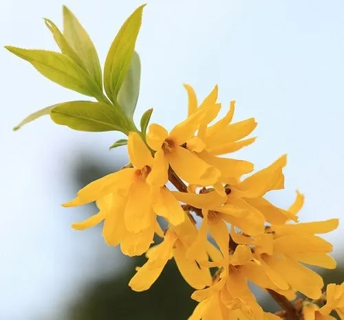 گیاه یاس زرد (Golden Bell)نام علمی: (Forsythia suspense)