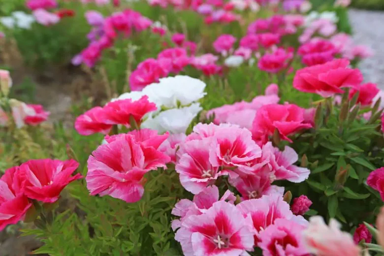 گل ریحانی (Stain Flower)نام علمی: (Clarika amoena)