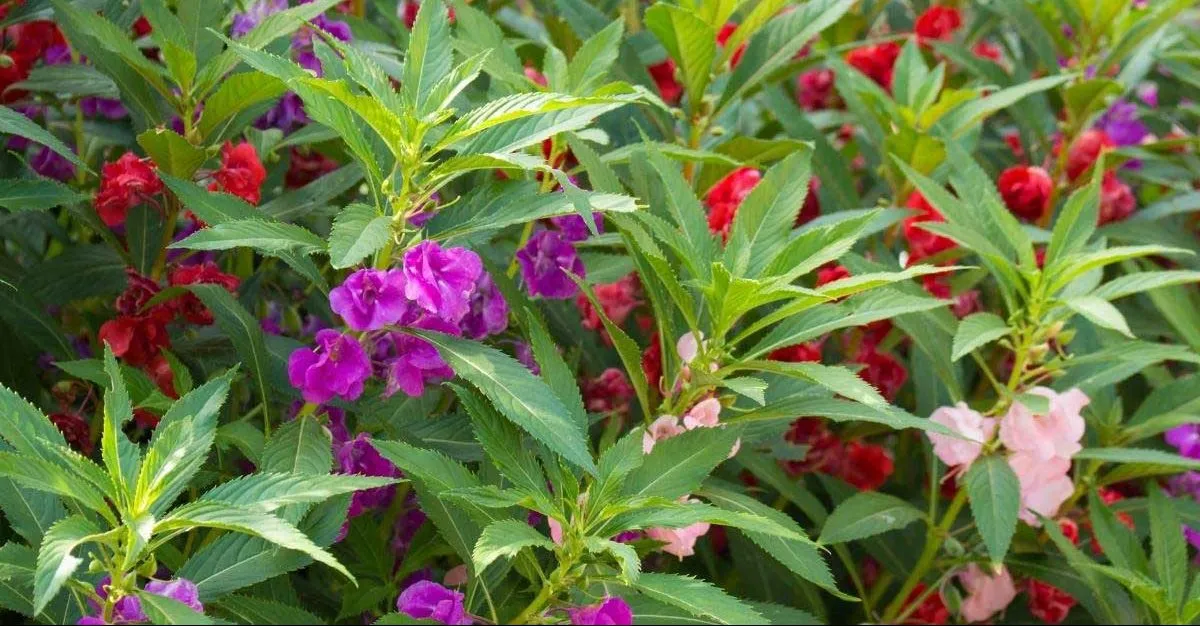گل بی‌صبر (Garden Balsam)نام علمی: (Impatiens balsamina)