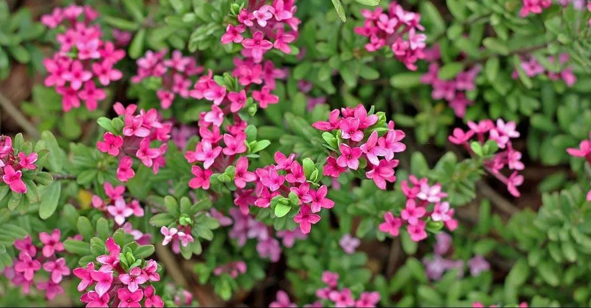 گیاه دافنه (Garland Flower)نام علمی: (Daphne cneorum)