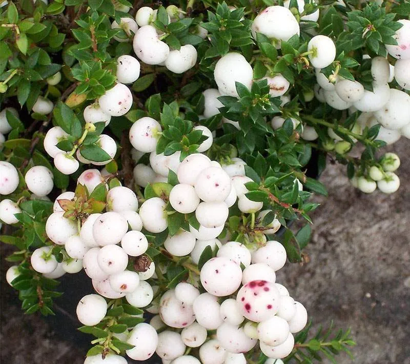 درختچه گالتریا,گل گالتریا خانواده: Ericaceae ـ نام علمی: Gaultheria mucronata Wintertime گلدان پلاستیکی سیدوس زیبا ترین گلدان
