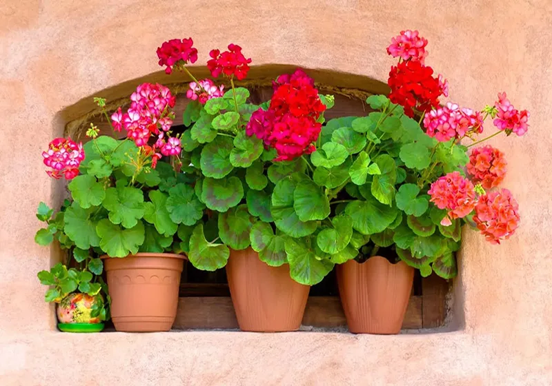 گل شمعدانیGeranium