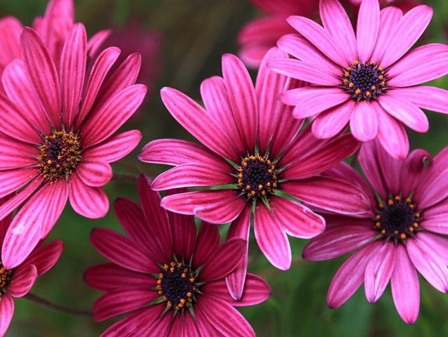 گل-ژربراgerbera flower