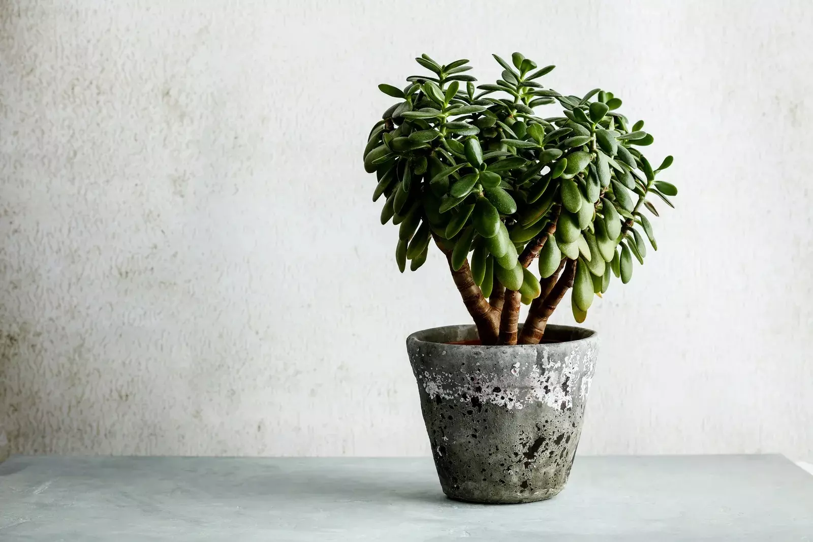 گل وگیاه ثروت سازWealth-making
 flowers and plants (6 types)
مجموعه تولیدی سیدوس,تولید کننده گلدان پلاستیکی سیدوس