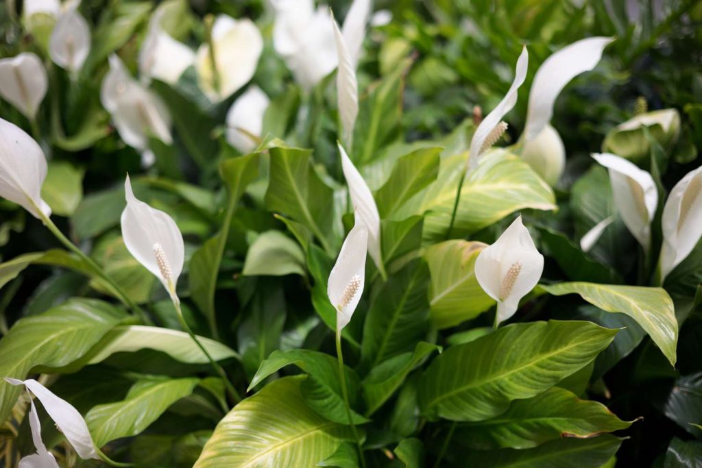 Peace lily اسپاتی فیوم