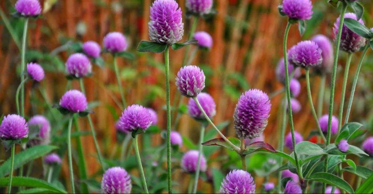 گیاه تکمه‌ای یا تاج خروس کره‌ای (Globe Amaranth)نام علمی: (Gomphrena globose)