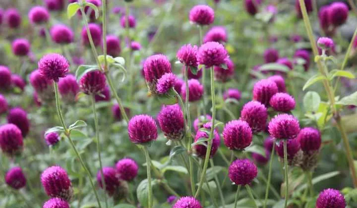 گل های بهاری وتابستانی مناسب باغچه (37گونه)Spring and summer flowers suitable for the garden (37 (species) مجموعه تولیدی سیدوس , تولید کننده گلدان های پلاستیکی سیدوس