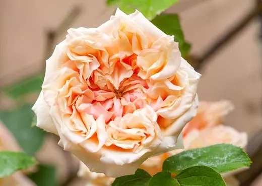 گل های رز رونده, Climbing roses (11 types) مجموعه تولیدی سیدوس ,تولید کننده گلدان پلاستیکی سیدوس