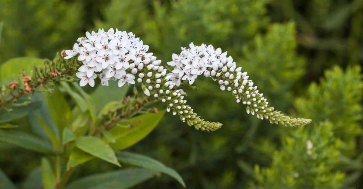 گیاه لیزوماکیا (Gooseneck Loosestrife)نام علمی: (Lysimachia clechroides)