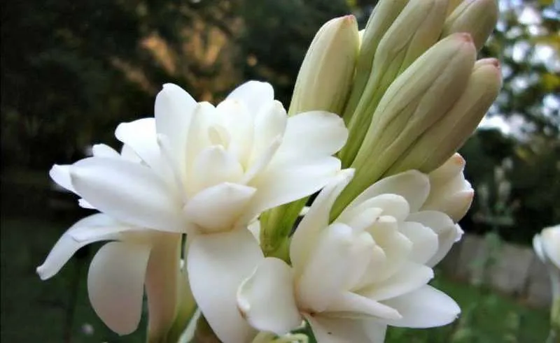 گل مریمPolianthes tuberosa
گل مریم به انگلیسی	Tuberous, Agave amica
نام‌های دیگر این گیاه	گل دندان فیلی و زنبق Polyanthus  و عاج گل و گل متورم
مجموعه تولیدی سیدوس تولید کننده گلدان پلاستیکی سیدوس