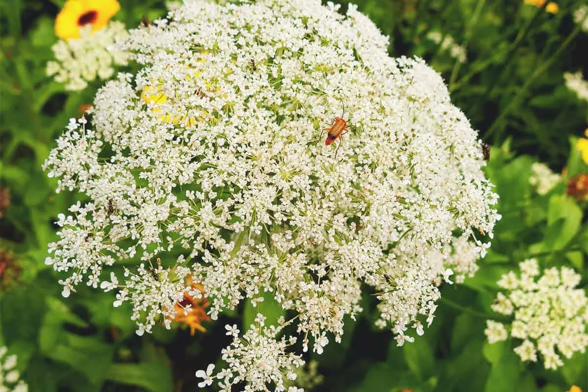 Angelica gigas,Hyacinth of error