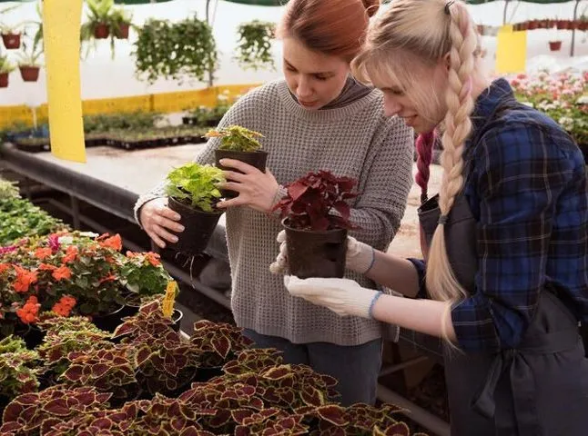 گل و گیاه آپارتمانی وتوصیه هایی هنگام خرید Houseplants and flowers and tips when buying مجموعه تولیدی سیدوس ,تولید کننده گلدان پلاستیکی سیدوس ,بیش از 120نوع, اعم از گلدان استوانه ای پلاستیکی سیدوس,گلدان الماسی پلاستیکی سیدوس,گلدان مربعی پلاستیکی,گلدان مثلثی پلاستیکی,گلدان گرد پلاستیکی ,باکس مستطیلی,در اندازه های کاکتوسی تا درختچه ای