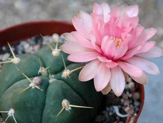 کاکتوس‌های بدون تیغCactuses without thorns
گلدان پلاستیکی  Plastic pot,  plastic vase مجموعه تولیدی سیدوس ,تولید کننده گلدان پلاستیکی سیدوس ,بیش از 120نوع, اعم از گلدان استوانه ای پلاستیکی سیدوس,گلدان الماسی پلاستیکی سیدوس,گلدان مربعی پلاستیکی,گلدان مثلثی پلاستیکی,گلدان گرد پلاستیکی ,باکس مستطیلی,در اندازه های کاکتوسی تا درختچه ای