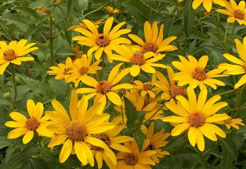 Biddy leaf sunflower and Sidoos plastic vase گل آفتابگردان برگ بیدی وگلدان پلاستیکی سیدوس