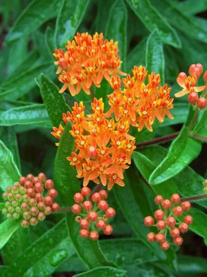 گل علف پروانه یا استبرق، با نام علمی Asclepias tuberosa،مجموعه تولیدی سیدوس ,تولید کننده گلدان پلاستیکی سیدوس