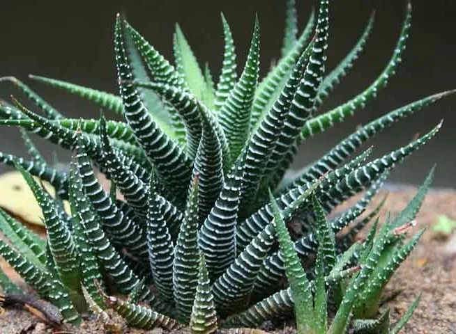 کاکتوس‌های بدون تیغCactuses without thorns
گلدان پلاستیکی  Plastic pot,  plastic vase مجموعه تولیدی سیدوس ,تولید کننده گلدان پلاستیکی سیدوس ,بیش از 120نوع, اعم از گلدان استوانه ای پلاستیکی سیدوس,گلدان الماسی پلاستیکی سیدوس,گلدان مربعی پلاستیکی,گلدان مثلثی پلاستیکی,گلدان گرد پلاستیکی ,باکس مستطیلی,در اندازه های کاکتوسی تا درختچه ای