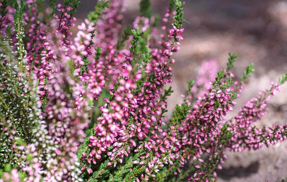گلهای زیبای بهاری که میتوان در گلدان وباغچه کاشتBeautiful spring flowers that can be planted in pots and gardens مجموعه تولیدی سیدوس ,تولید کننده گلدان پلاستیکی سیدوس ,بیش از 120نوع, اعم از گلدان استوانه ای پلاستیکی سیدوس,گلدان الماسی پلاستیکی سیدوس,گلدان مربعی پلاستیکی,گلدان مثلثی پلاستیکی,گلدان گرد پلاستیکی ,باکس مستطیلی,در اندازه های کاکتوسی تا درختچه ای