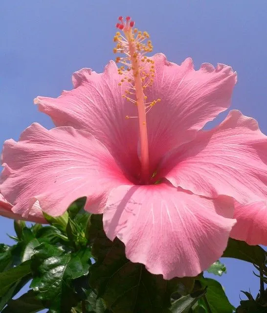 گل های بهاری وتابستانی مناسب باغچه (37گونه)Spring and summer flowers suitable for the garden (37 (species) مجموعه تولیدی سیدوس , تولید کننده گلدان های پلاستیکی سیدوس