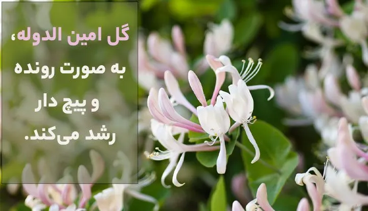 Himalayan honeysuckle,Leycesteria Formosa,پیچ امین الدوله