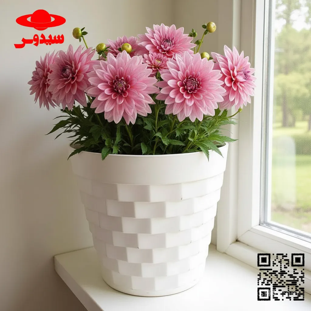 گل دالیا یا گل کوکبDahlia گلدان پلاستیکی Plastic pot, plastic vase مجموعه تولیدی سیدوس ,تولید کننده گلدان پلاستیکی سیدوس ,بیش از 120نوع, اعم از گلدان استوانه ای پلاستیکی سیدوس,گلدان الماسی پلاستیکی سیدوس,گلدان مربعی پلاستیکی,گلدان مثلثی پلاستیکی,گلدان گرد پلاستیکی ,باکس مستطیلی,در اندازه های کاکتوسی تا درختچه ای 